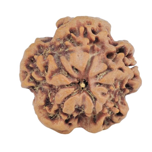 1MK(Underdeveloped) 22mm 3.75gm - Rudraksha back