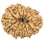 12 Mukhi Rudraksha 26.8mm 3.34gm - Rudraksha back