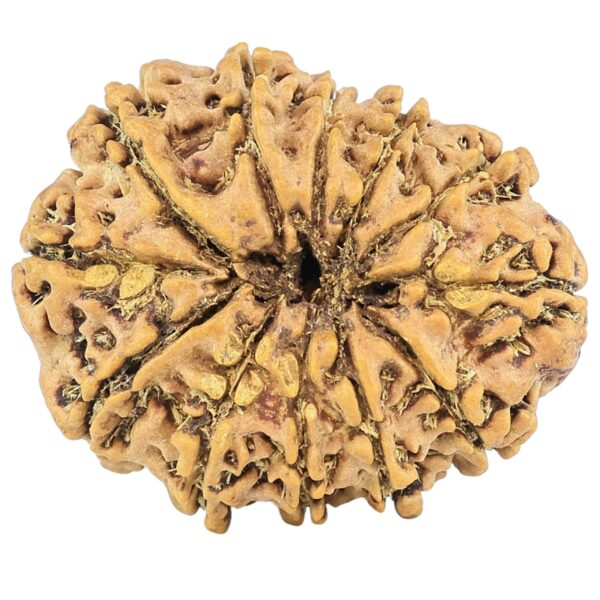 12 Mukhi Rudraksha 26.8mm 3.34gm - Rudraksha back