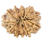 12 Mukhi Rudraksha 26.2mm 4gm - Rudraksha back