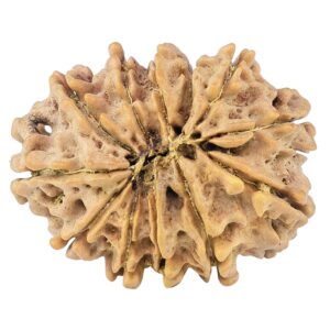 12 Mukhi Rudraksha 26.2mm 4gm - Rudraksha back