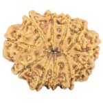 11 Mukhi Rudraksha 31.7mm 7.69gm - Rudraksha back
