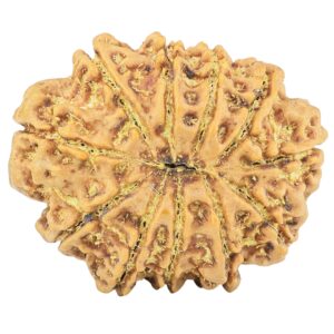 11 Mukhi Rudraksha 31.7mm 7.69gm - Rudraksha back