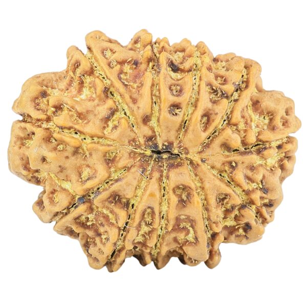 11 Mukhi Rudraksha 31.7mm 7.69gm - Rudraksha back