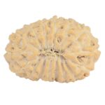 16 Mukhi Rudraksha 20.6mm 2gm - Rudraksha back