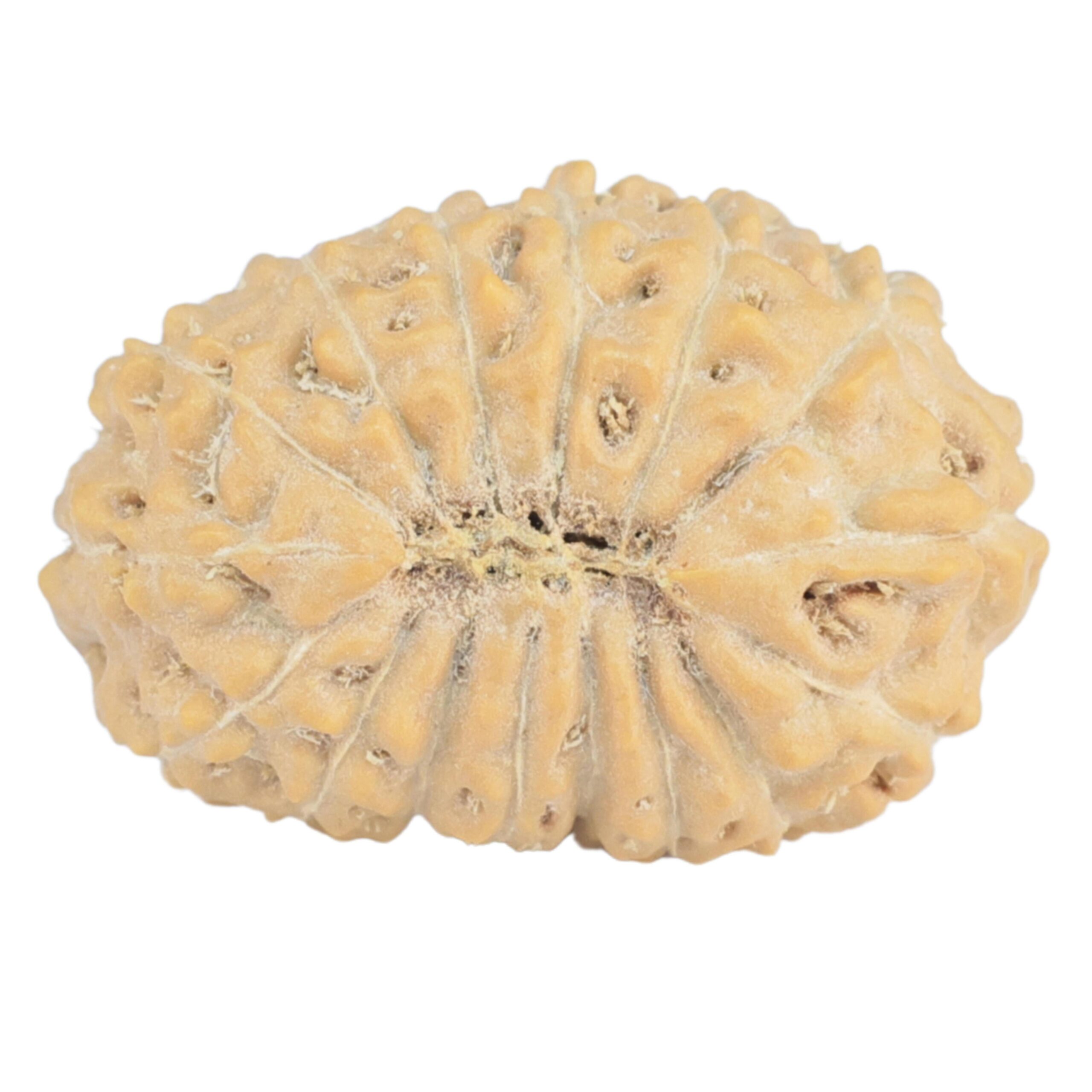 16 Mukhi Rudraksha 20.6mm 2gm - Rudraksha back