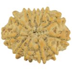 11 Mukhi Rudraksha 22.8mm 2.94gm - Rudraksha back