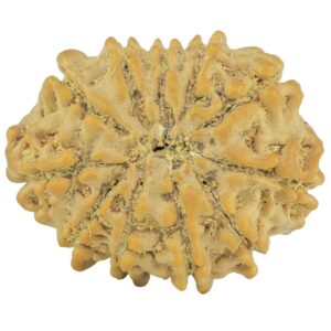 11 Mukhi Rudraksha 22.8mm 2.94gm - Rudraksha back