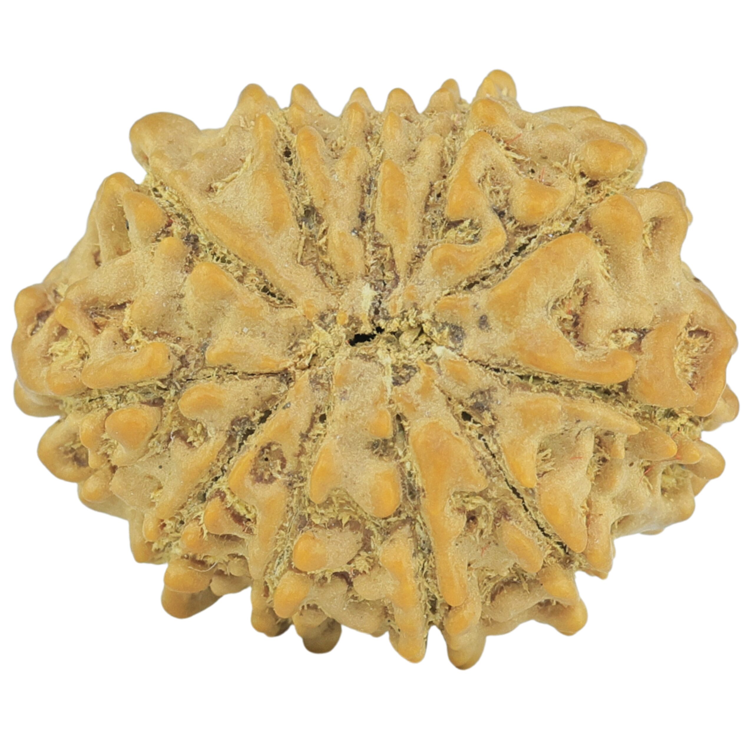 11 Mukhi Rudraksha 22.8mm 2.94gm - Rudraksha back