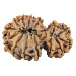 15 Mukhi Garbh Gauri 38.1mm 6gm - Rudraksha back