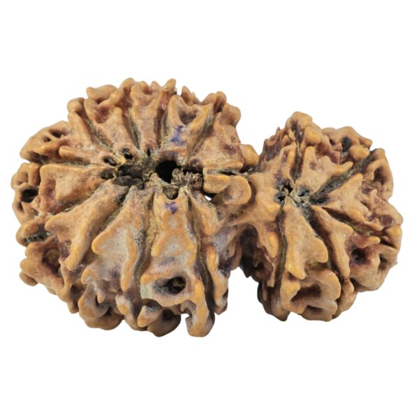 15 Mukhi Garbh Gauri 38.1mm 6gm - Rudraksha back