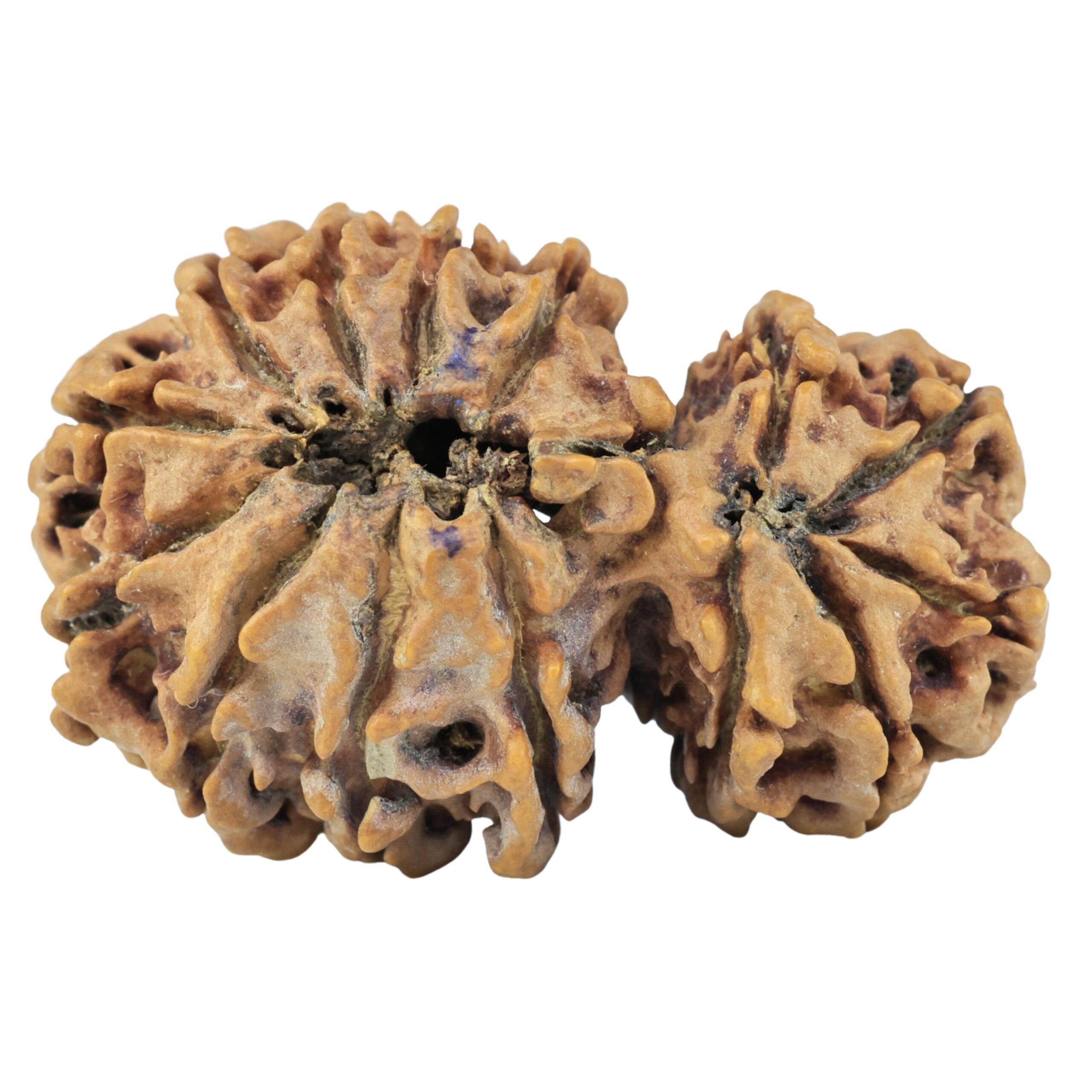 15 Mukhi Garbh Gauri 38.1mm 6gm - Rudraksha back