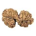 15 Mukhi Gaurishankar 34.8mm 5.25gm - Rudraksha back