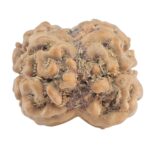 2 Mukhi Rudraksha 23.3mm 2gm - Origin: Nepal - Rudraksha back