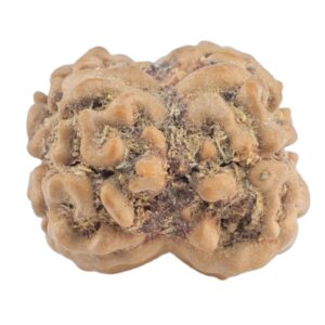2 Mukhi Rudraksha 23.3mm 2gm - Origin: Nepal - Rudraksha back