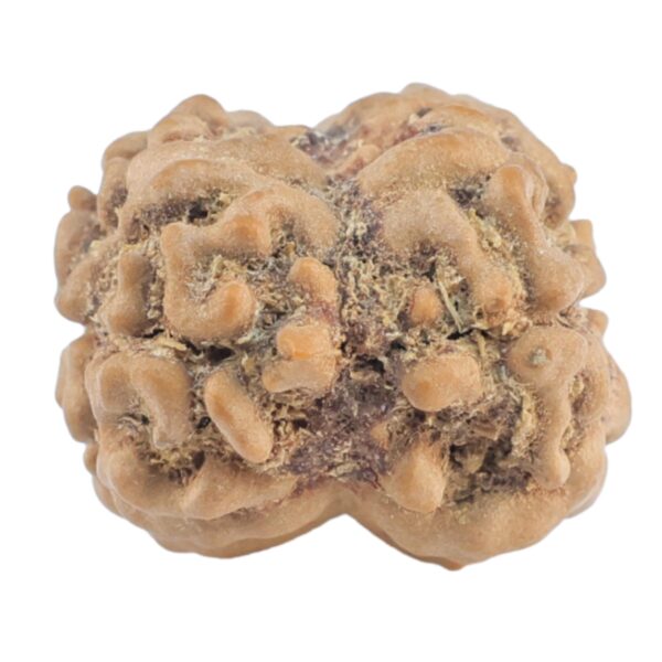 2 Mukhi Rudraksha 23.3mm 2gm - Origin: Nepal - Rudraksha back