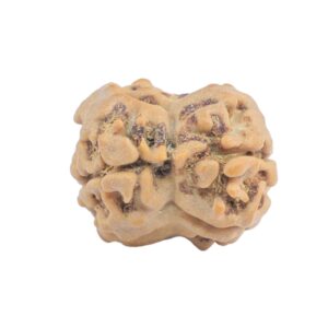 2 Mukhi Rudraksha 19.2mm 1.64gm - Rudraksha back