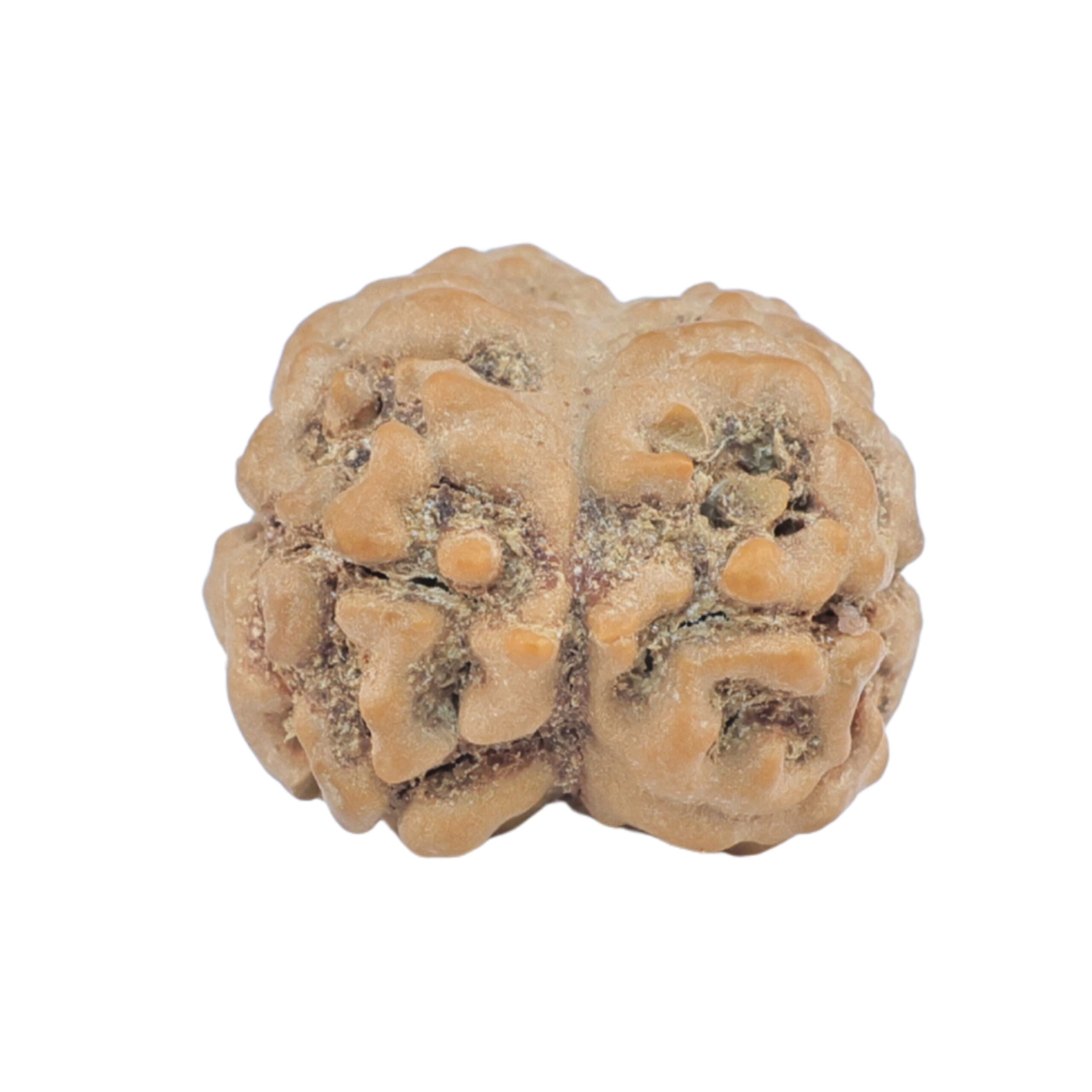 2 Mukhi Rudraksha 23.7mm 2.54gm - Rudraksha back
