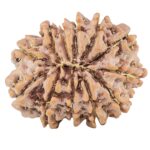 12 Mukhi Rudraksha 25.8mm 4.02gm - Rudraksha back
