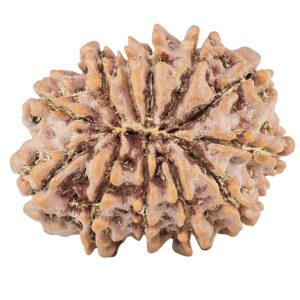 12 Mukhi Rudraksha 25.8mm 4.02gm - Rudraksha back