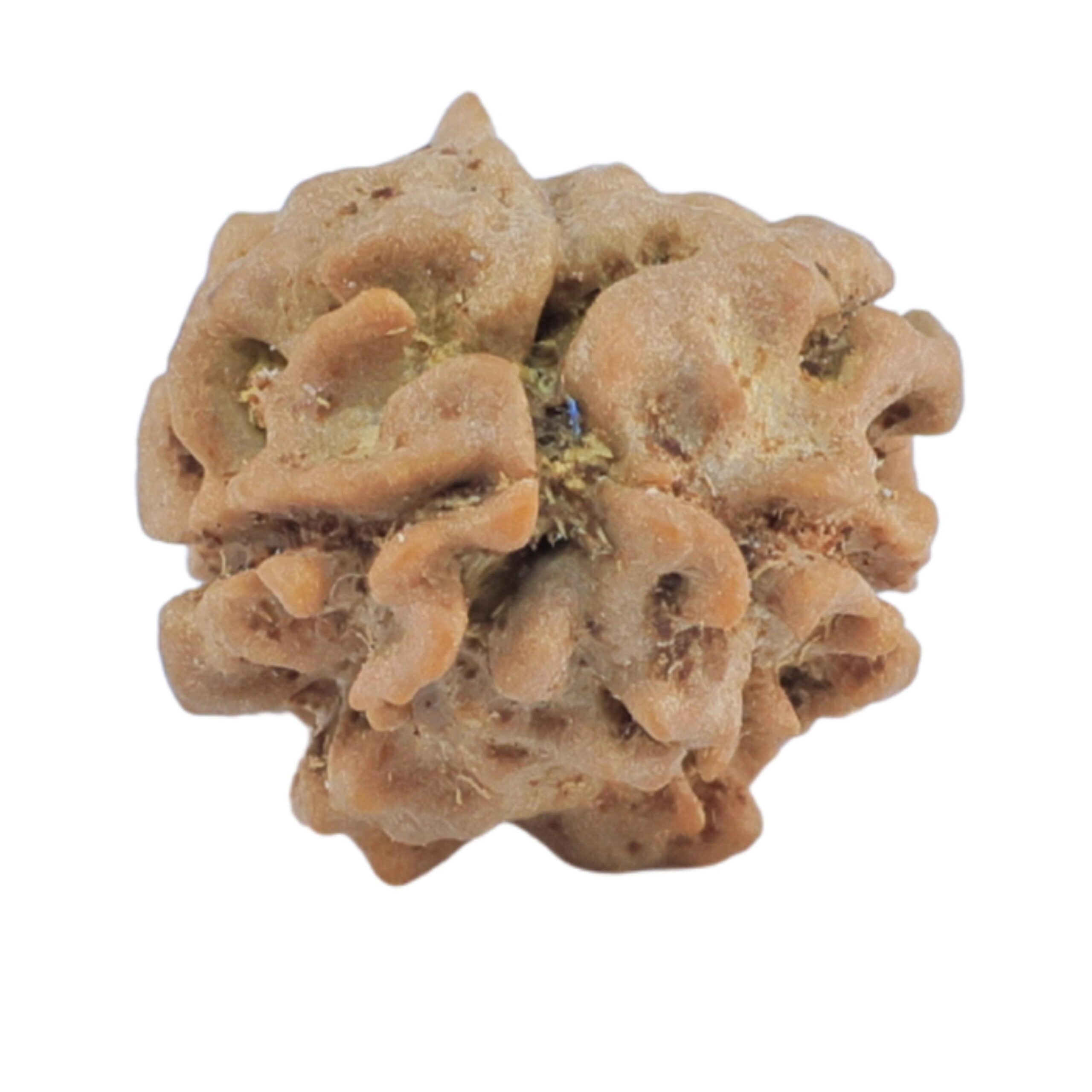 2 Mukhi Rudraksha 15mm 0.86gm - Rudraksha back