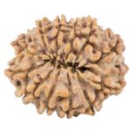 12 Mukhi Rudraksha 26.7mm 4.59gm - Rudraksha back