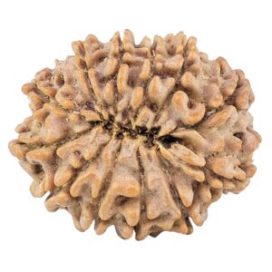 12 Mukhi Rudraksha 26.7mm 4.59gm - Rudraksha back