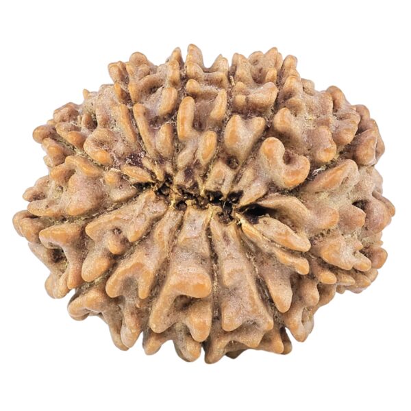 12 Mukhi Rudraksha 26.7mm 4.59gm - Rudraksha back