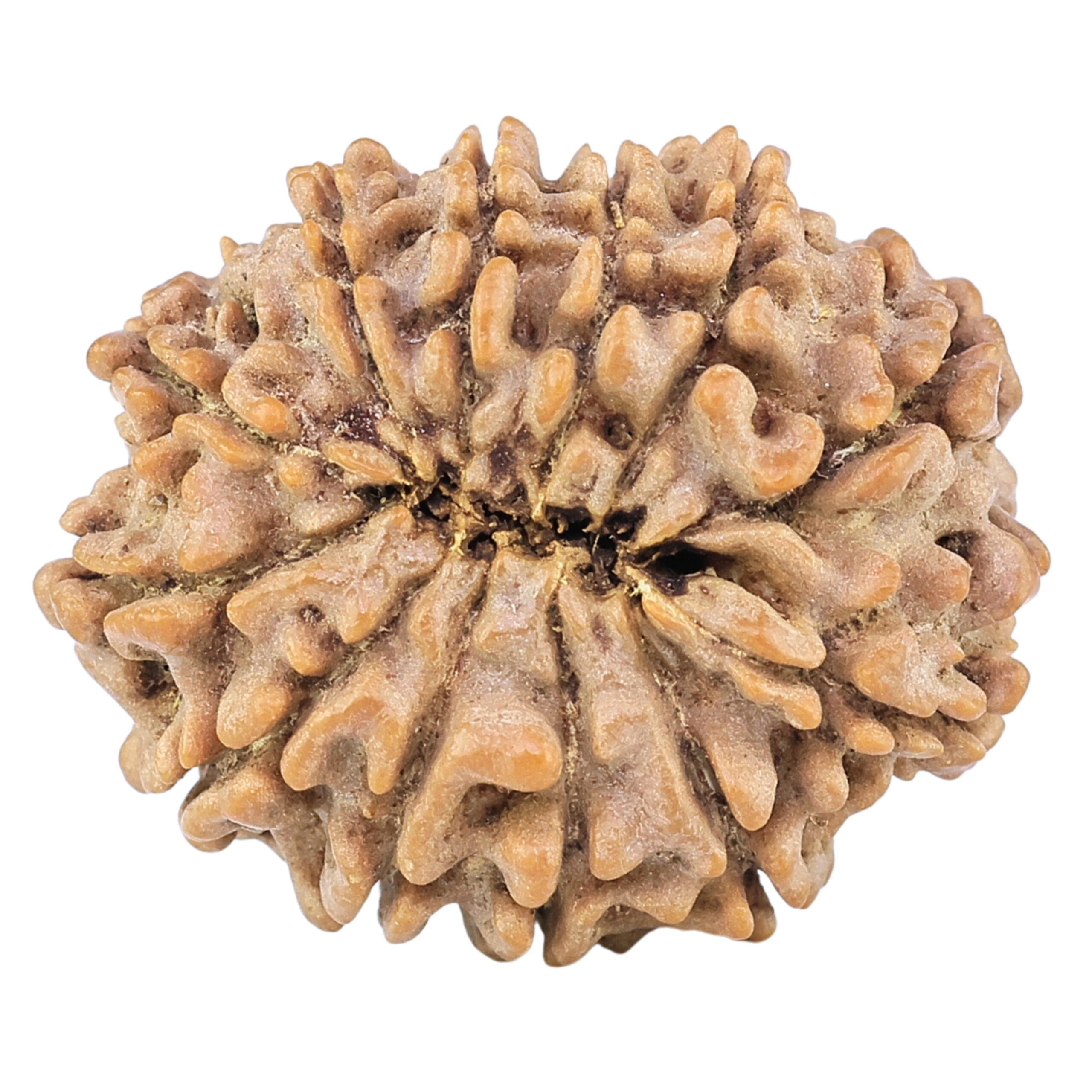 12 Mukhi Rudraksha 26.7mm 4.59gm - Rudraksha back