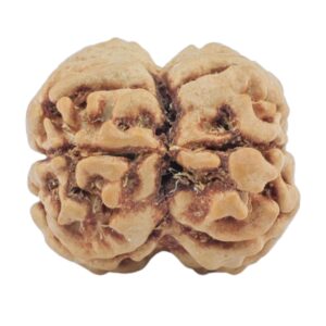 2 Mukhi Rudraksha 19.5mm 1.88gm - Rudraksha back