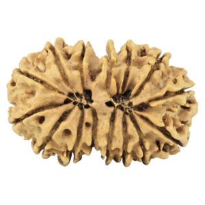 15 Mukhi Gaurishankar 29.8mm 4.09gm - Rudraksha back
