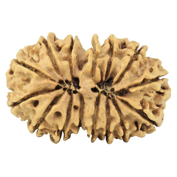 15 Mukhi Gaurishankar 29.8mm 4.09gm - Rudraksha back