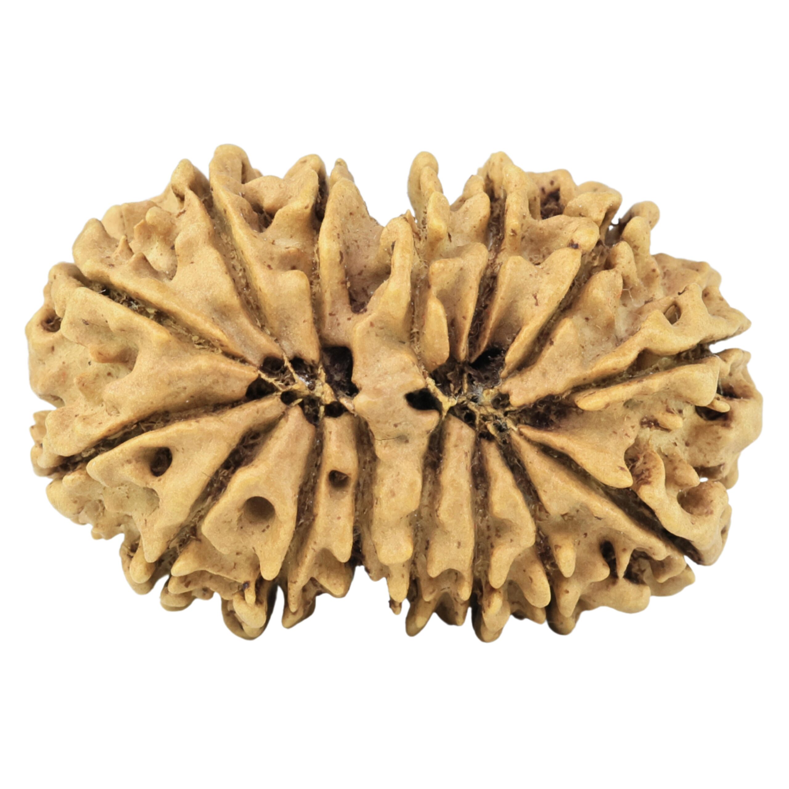 15 Mukhi Gaurishankar 29.8mm 4.09gm - Rudraksha back