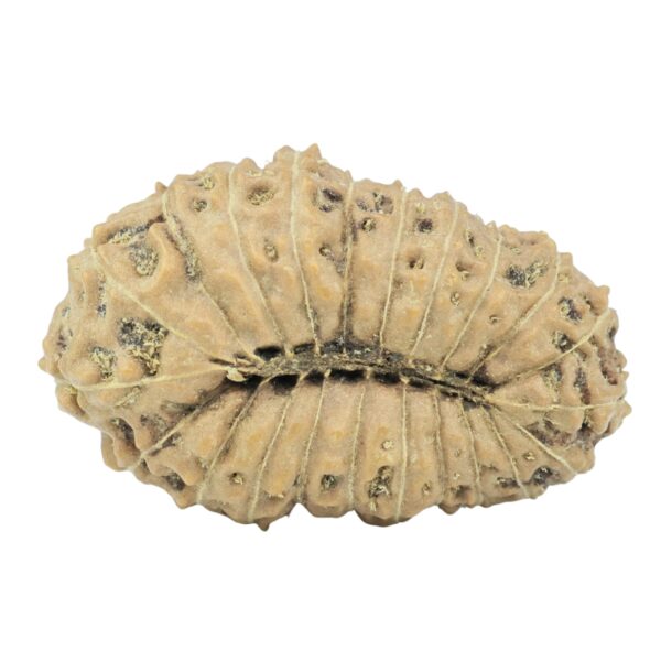 22 Mukhi Rudraksha 22.4mm 1.84gm - Rudraksha back