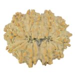 12 Mukhi Rudraksha 24.7mm 3.32gm - Rudraksha back