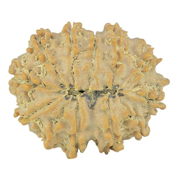 12 Mukhi Rudraksha 24.7mm 3.32gm - Rudraksha back