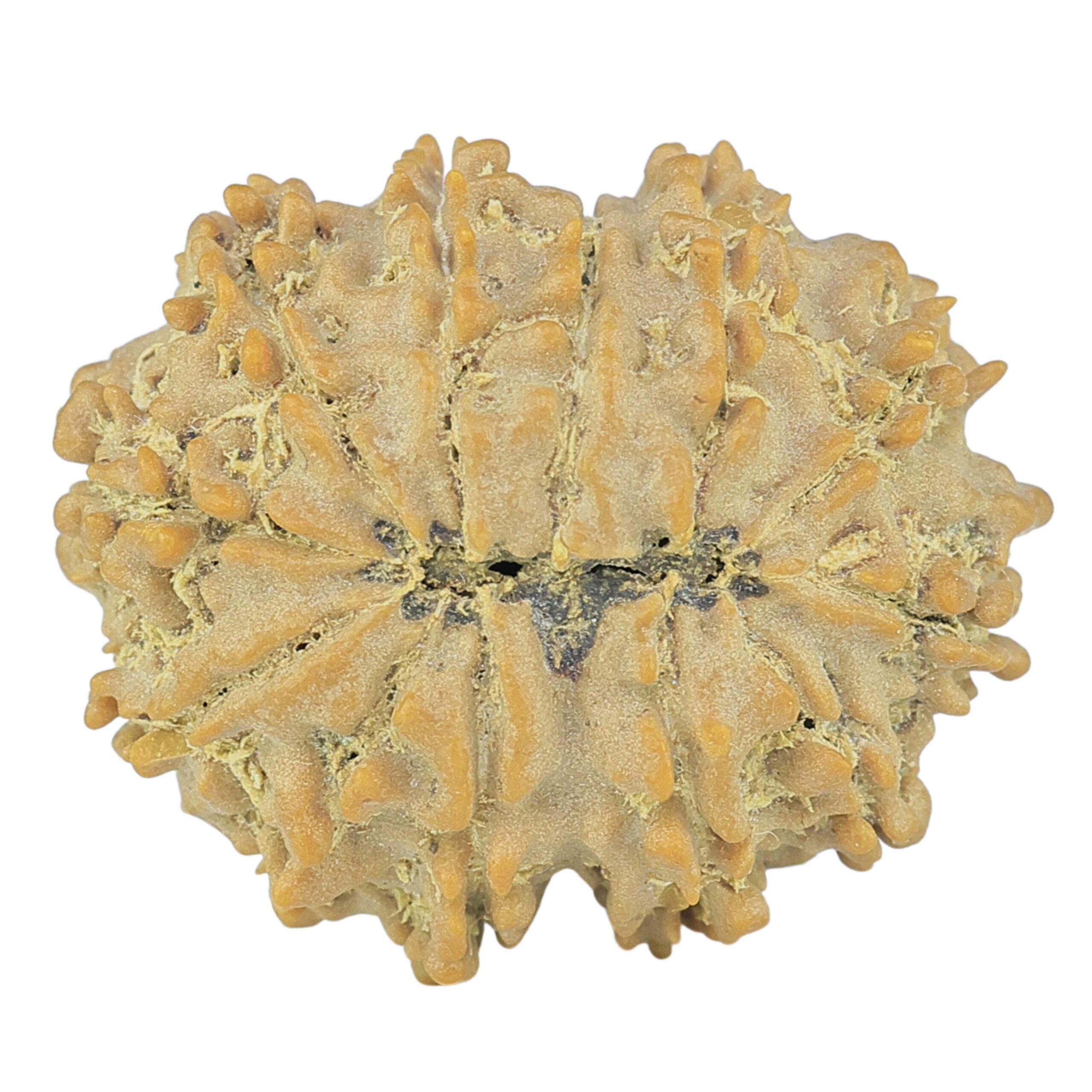 12 Mukhi Rudraksha 24.7mm 3.32gm - Rudraksha back