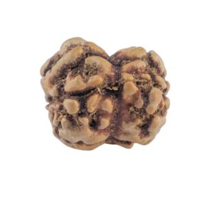 2 Mukhi Rudraksha 21.6mm 1.48gm - Rudraksha back