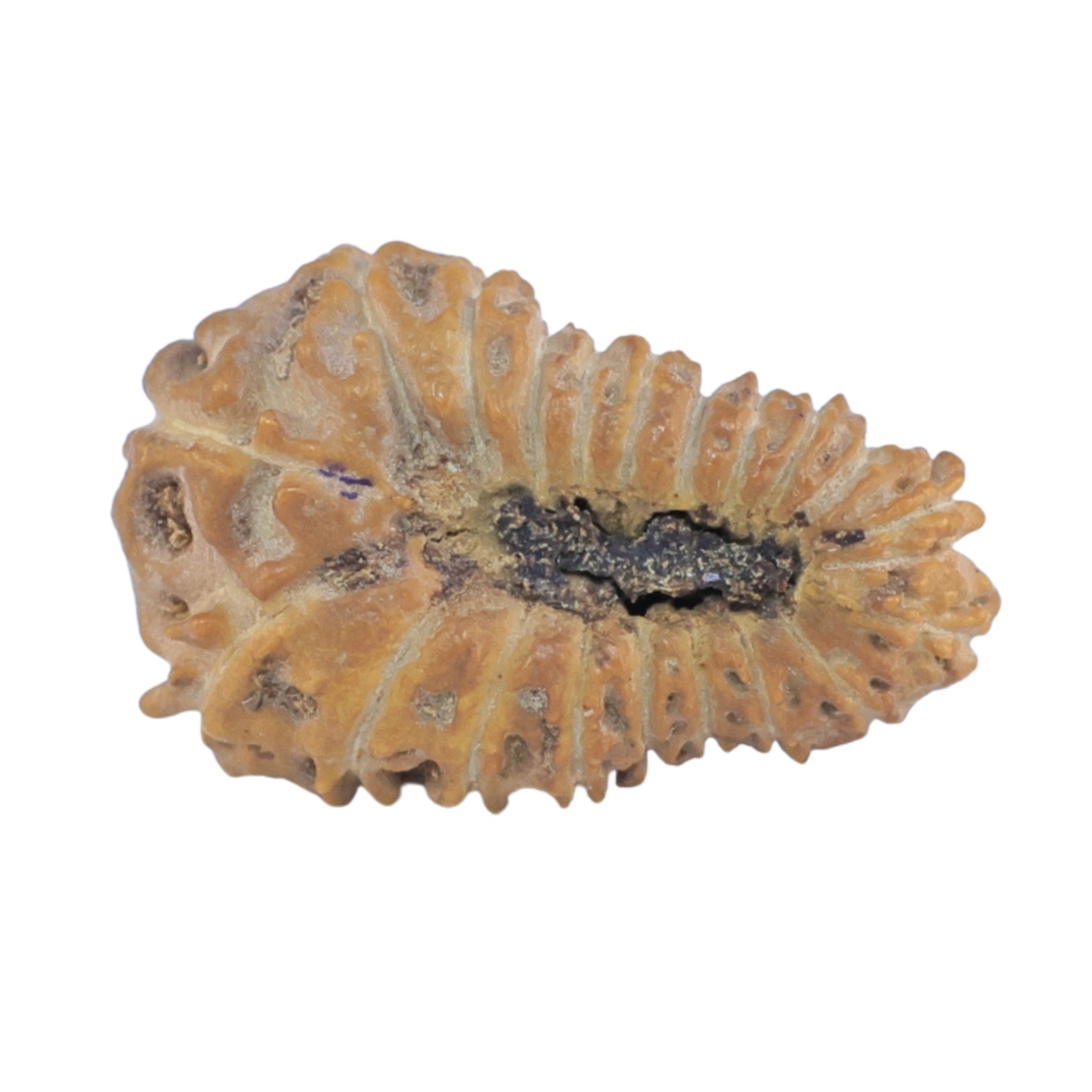 20 Mukhi Rudraksha 17.1mm 0.62gm - Rudraksha back