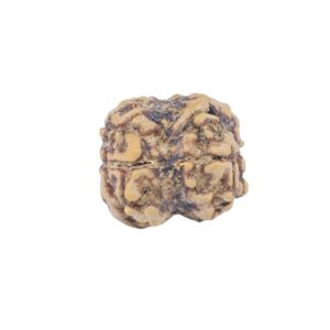 2 Mukhi Rudraksha 22.5mm 1.54gm - Rudraksha back