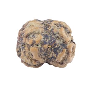 2 Mukhi Rudraksha 21.8mm 1.79gm - Rudraksha back