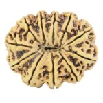 11 Mukhi Rudraksha 38.5mm 9.38gm - Rudraksha back