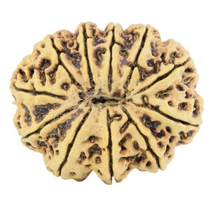 11 Mukhi Rudraksha 38.5mm 9.38gm - Rudraksha back