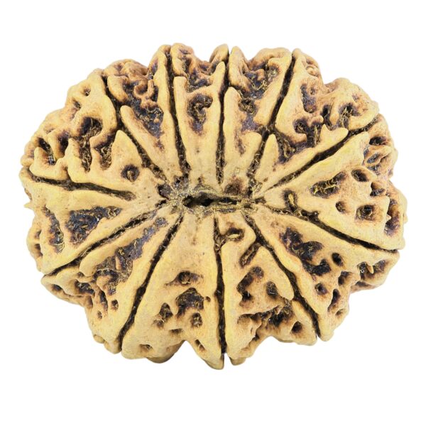 11 Mukhi Rudraksha 38.5mm 9.38gm - Rudraksha back