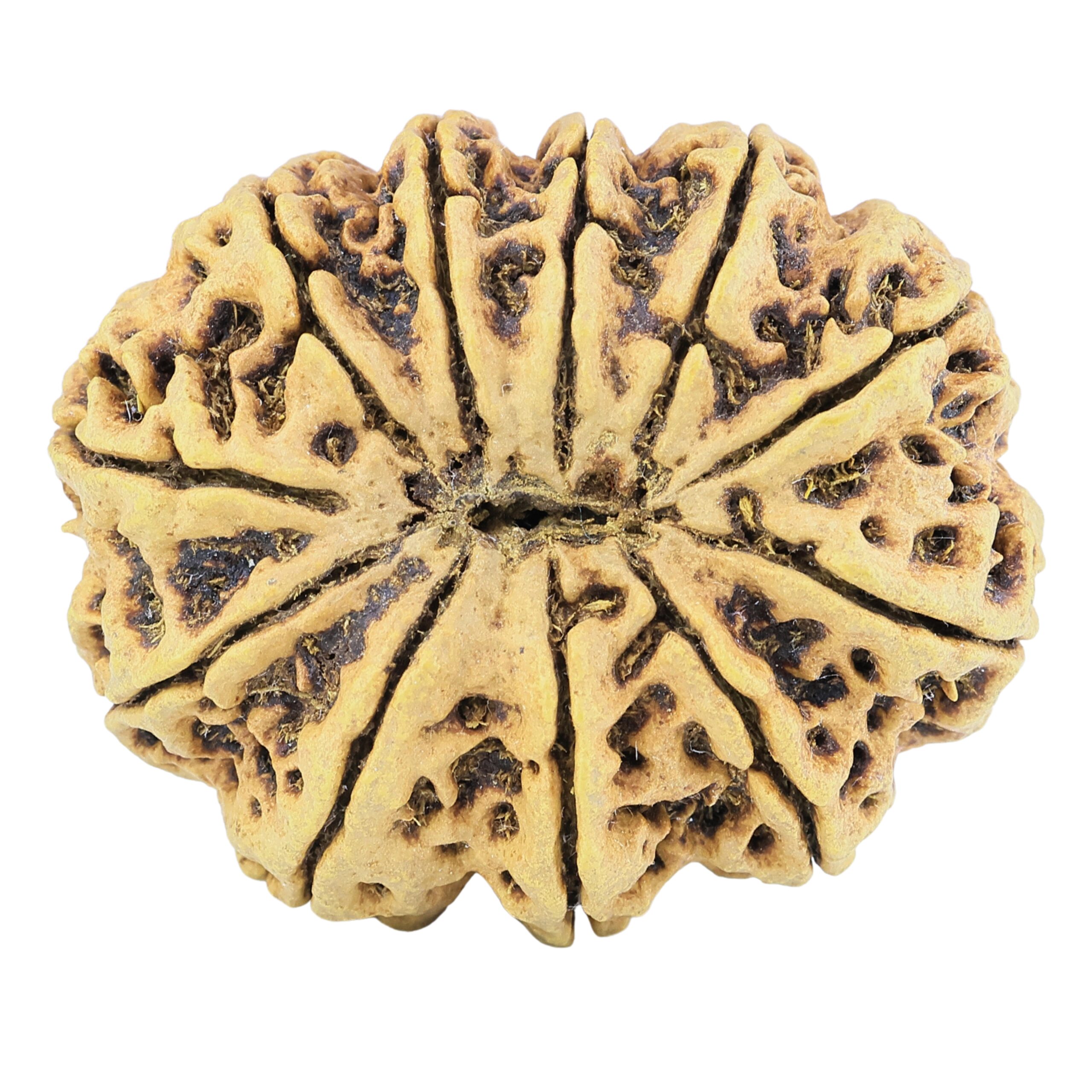 11 Mukhi Rudraksha 38.5mm 9.38gm - Rudraksha back
