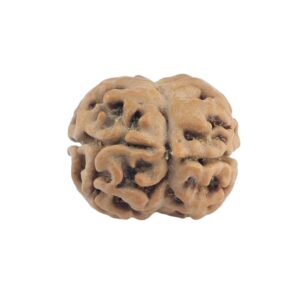 2 Mukhi Rudraksha 19.9mm 1.53gm - Rudraksha back