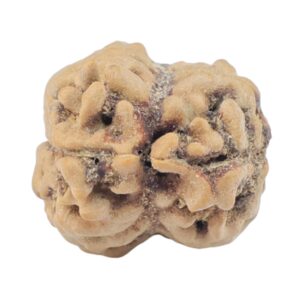 2 Mukhi Rudraksha 22.6mm 1.9gm - Rudraksha back