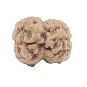2 Mukhi Rudraksha 22mm 2.42gm - Rudraksha back