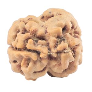 2 Mukhi Rudraksha 21.3mm 2.08gm - Rudraksha back