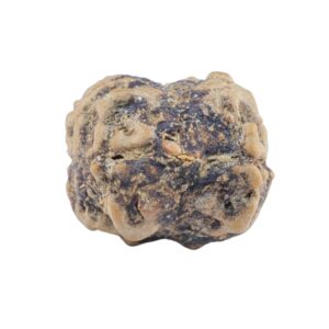 2 Mukhi Rudraksha 21.2mm 1.72gm - Rudraksha back